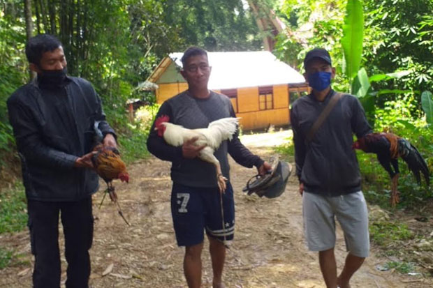 Pelaku Judi Sabung Ayam...