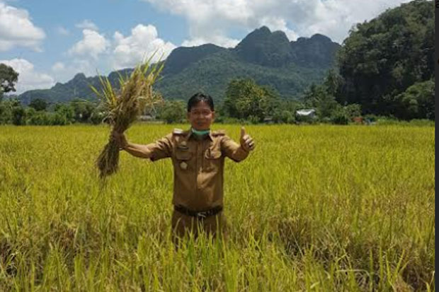 Produksi Padi di Pangkep...