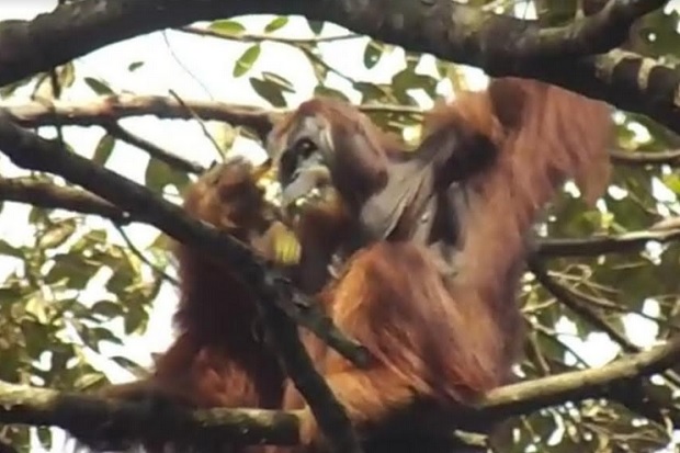 DNA Mirip Manusia, Orangutan...