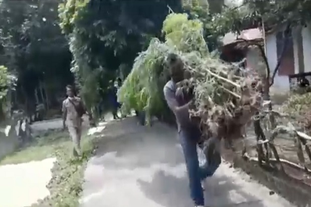 Tanam 50 Batang Ganja...