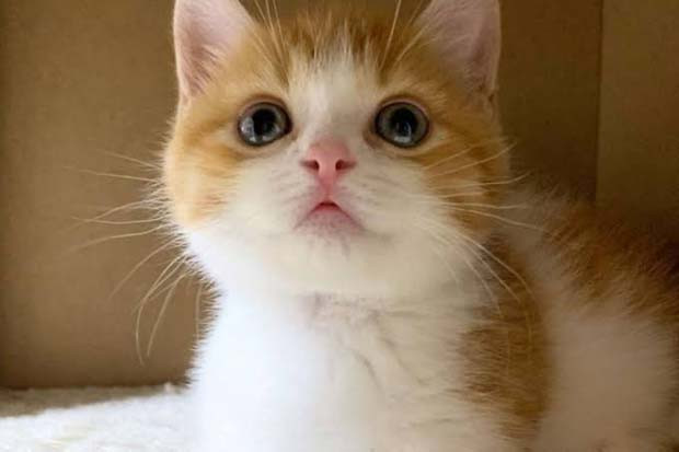 Dua Kucing di Kota New...