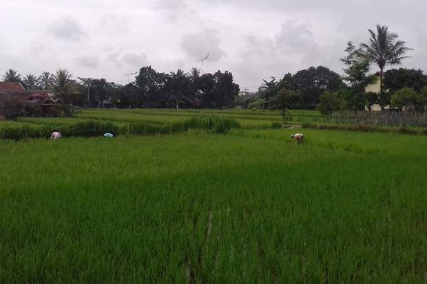Berjuang di Bidang Ketahanan...