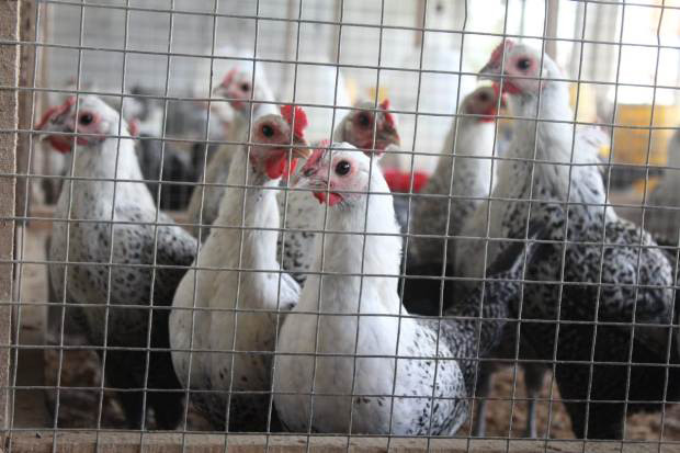 Mengenal Ayam Sembawa,...