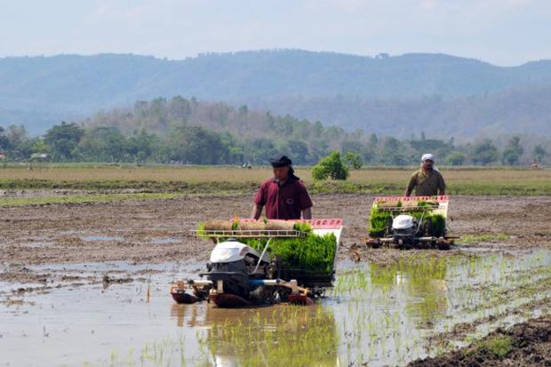Jamin Stok Pangan Cukup,...