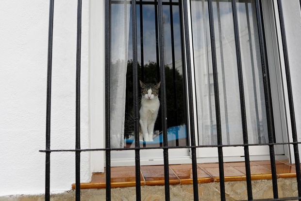 Dites, Seekor Kucing...