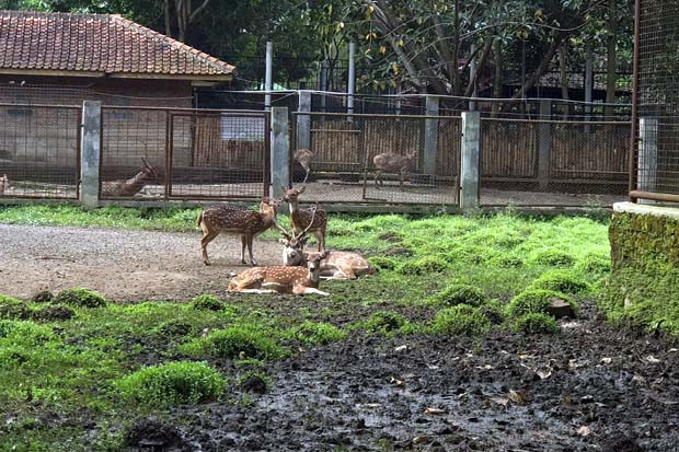 Donasi untuk Kebun Binatang...