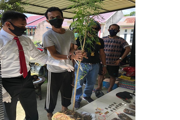 Tanam Pohon Ganja, Pengedar...