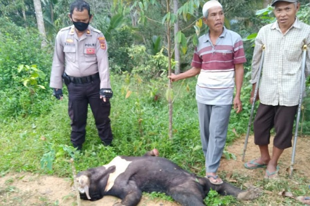 Beruang Madu Mati di...