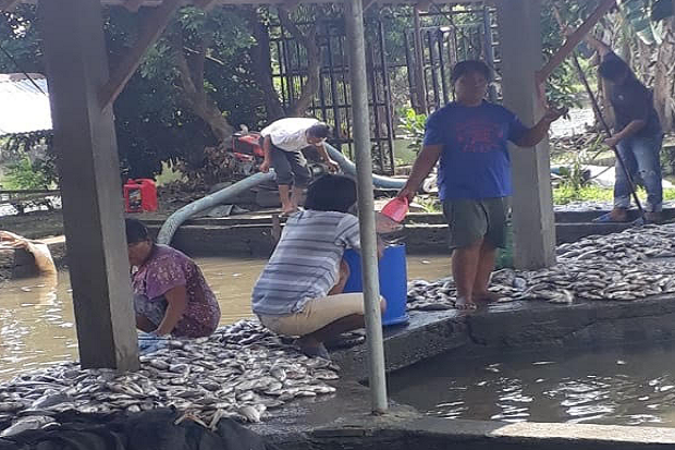 8 Ton Ikan Nila Mati...