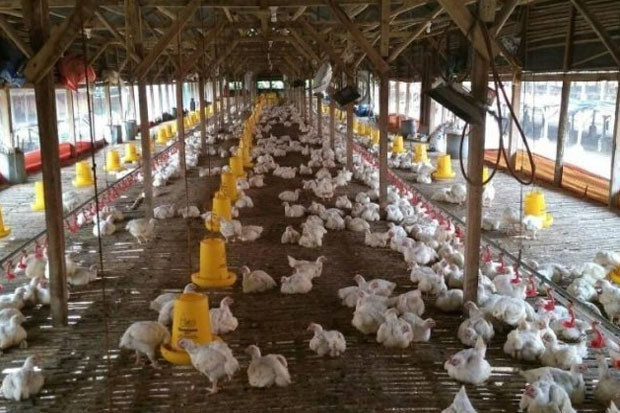 Kementan: Harga Ayam...