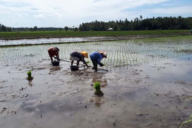 Antisipasi Kemarau,...