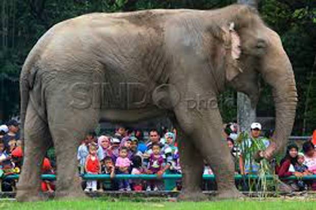 Terdampak Covid-19,...
