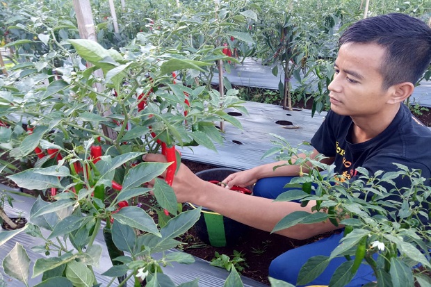 Dukung Ketahanan Pangan,...
