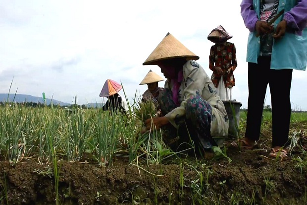 Harga Melonjak, Petani...