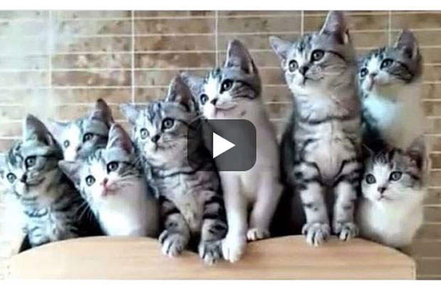 Nonton Video Kucing...