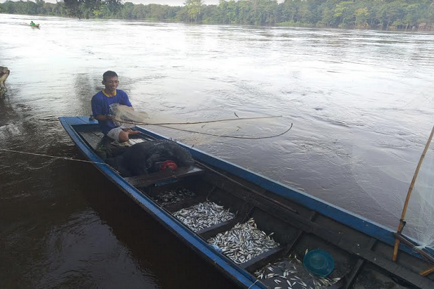 Fenomena Ikan Mudik,...
