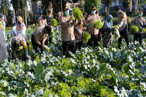 Panen Sayuran Bersama...