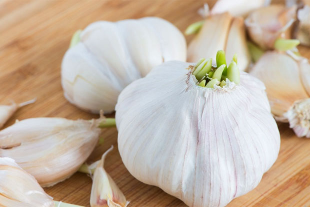 Bawang Putih Bertunas...