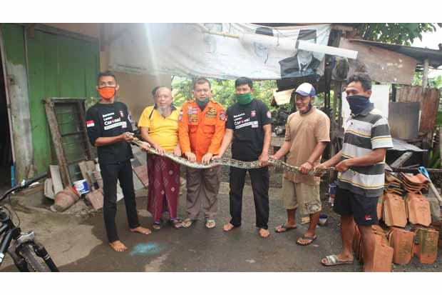 Ular Sepanjang 2,5 Meter...