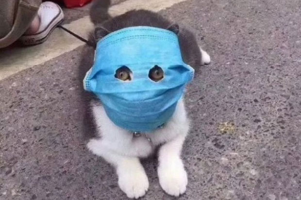 Hati-Hati, Kucing Mudah...