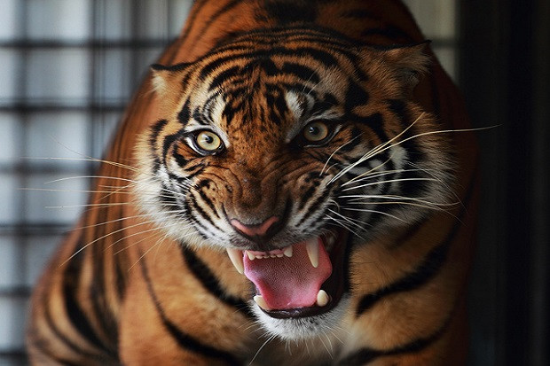 Harimau Pemakan Manusia...