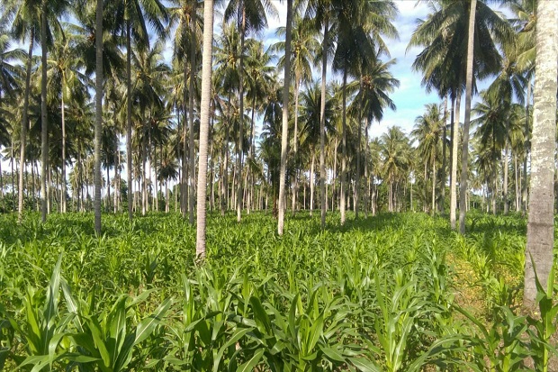 Petani Parigi Moutong...