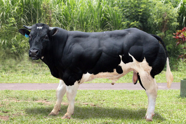 Genjot Populasi Sapi...