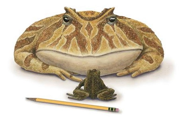Fosil Katak Berumur...
