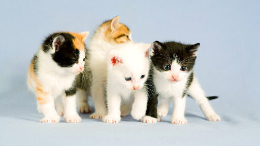 Jenis-Jenis Kucing Paling...