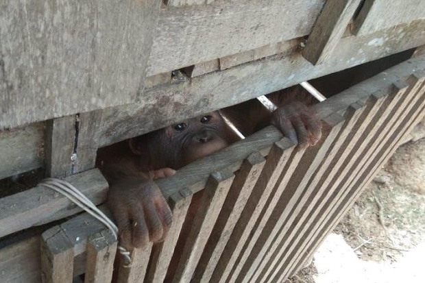 Bayi Orangutan Temuan...