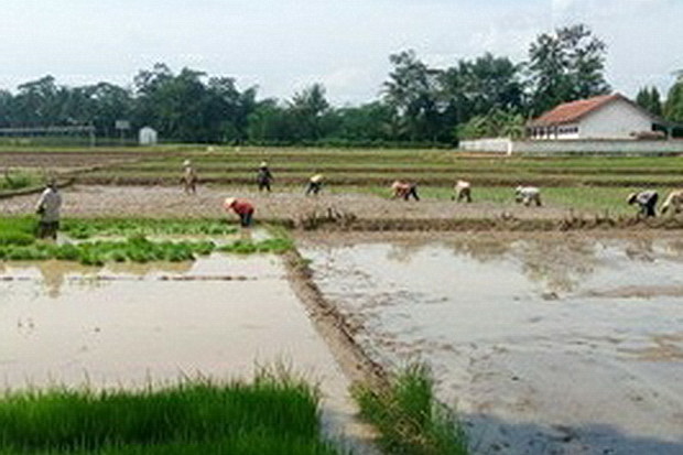 Penyuluh dan Petani...