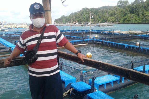 Budidaya Ikan King Cobia...