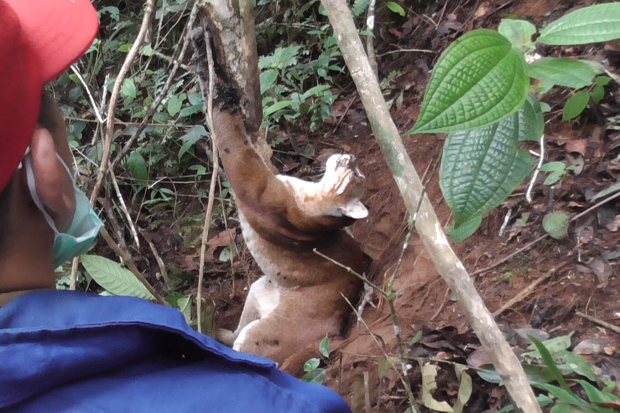 Kucing Emas Langka Terjerat...