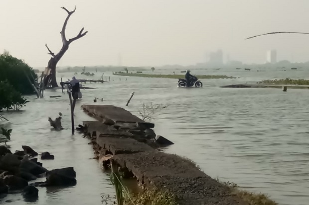 Banjir Rob Demak Mengganas,...