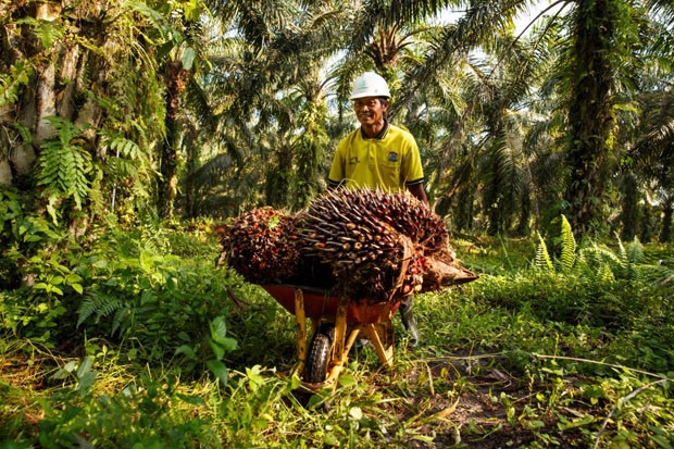 Petani Sawit Swadaya...