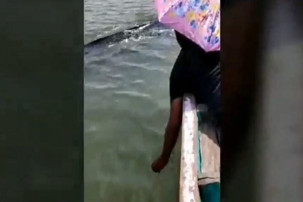 Video Hiu Tutul Sengaja...