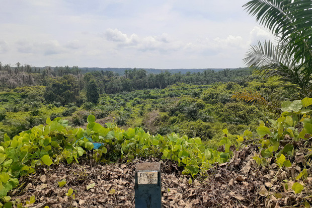 Perkebunan Swasta Kelapa...