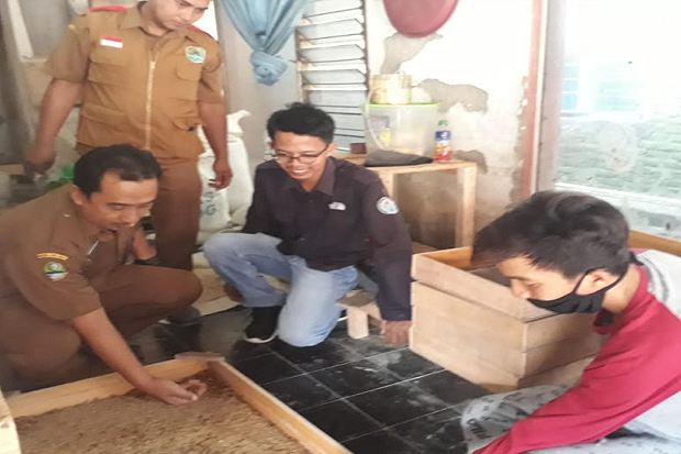Budidaya Ulat Jerman,...