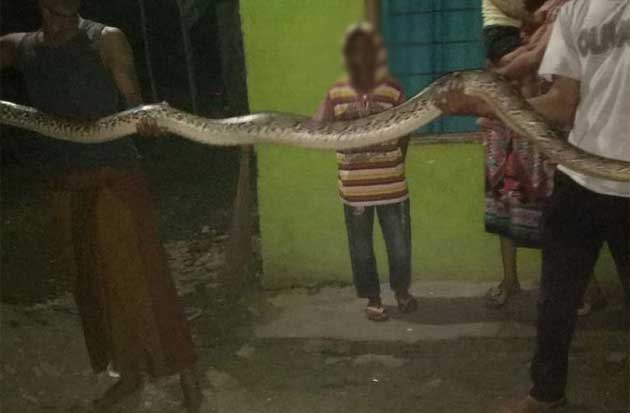 Ular Piton 3 Meter Gegerkan...