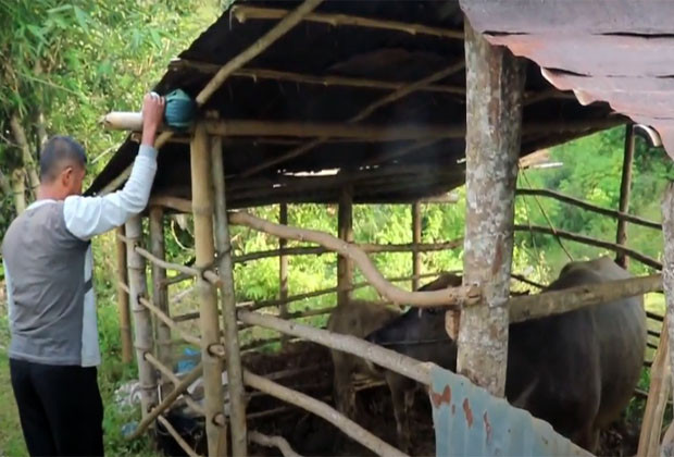 Harimau Sumatera Mangsa...