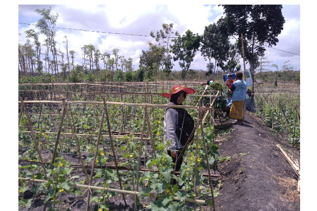 Penyuluh di Lombok Tengah...