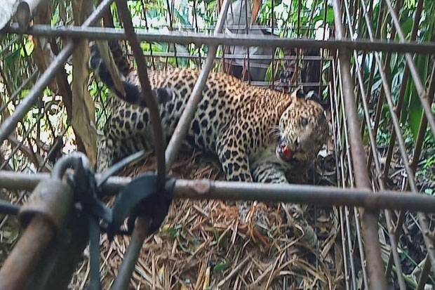 Macan Tutul Penguasa...