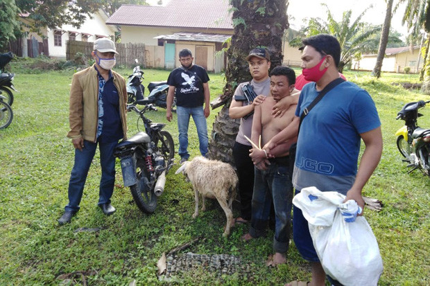 Mencuri Kambing Milik...