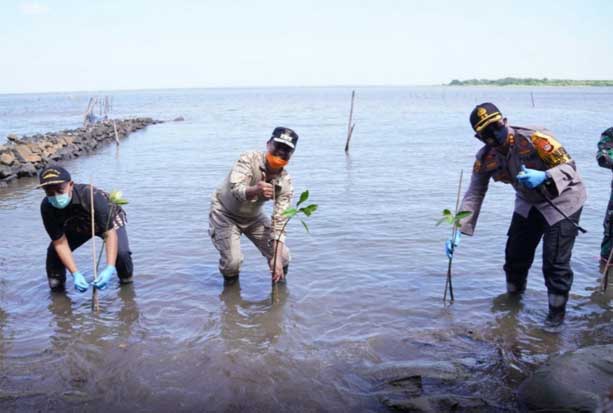 Wagub Sulsel Tanam Mangrove...