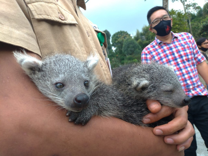 Bayi Binturong Ini Diberi...