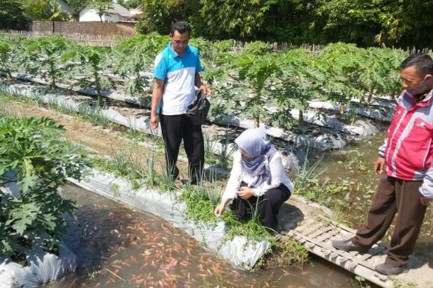 Petani dan Penyuluh...