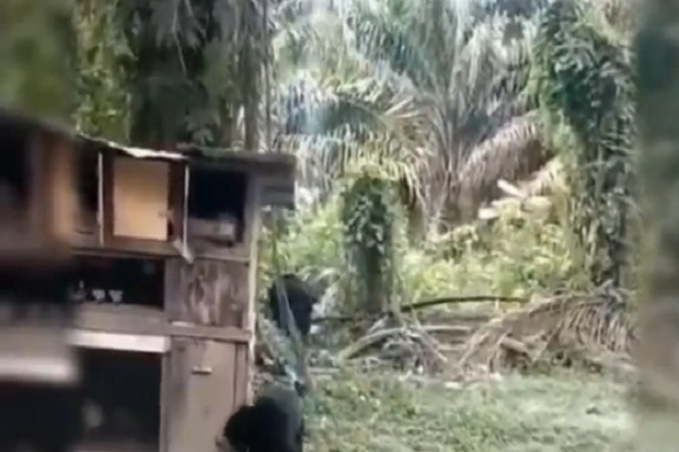 2 Ekor Beruang Madu...