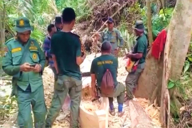 Pembalakan Liar di Kawasan...