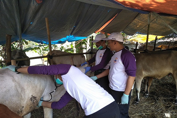 Penjual-Pembeli Hewan...