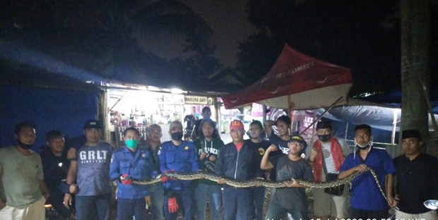 Dua Hari Diburu, Ular...